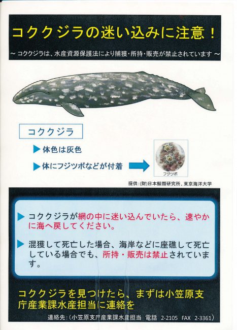 コククジラ