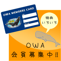 OWA会員募集中