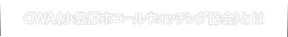 OWA（小笠原ホエールウォッチング協会）とは