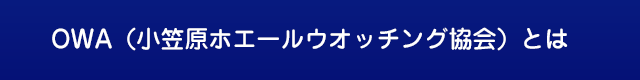 OWA（小笠原ホエールウォッチング協会）とは