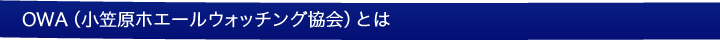 OWA（小笠原ホエールウォッチング協会）とは