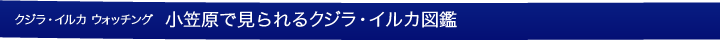 小笠原で見られるクジラ・イルカ図鑑