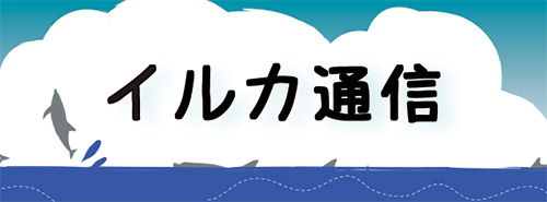 イルカ通信