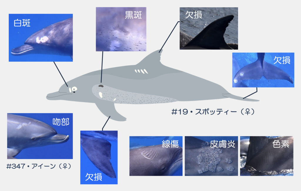 ミナミハンドウイルカの個体識別方法