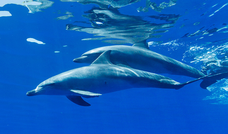 ミナミハンドウイルカ